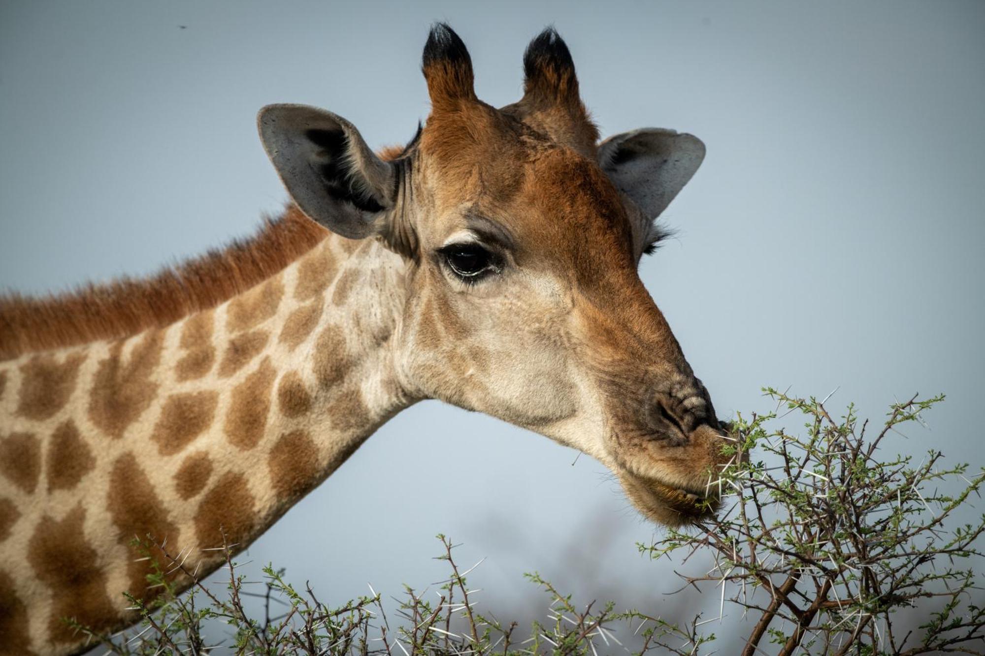 Gabus Safari Lodge Otavi Esterno foto